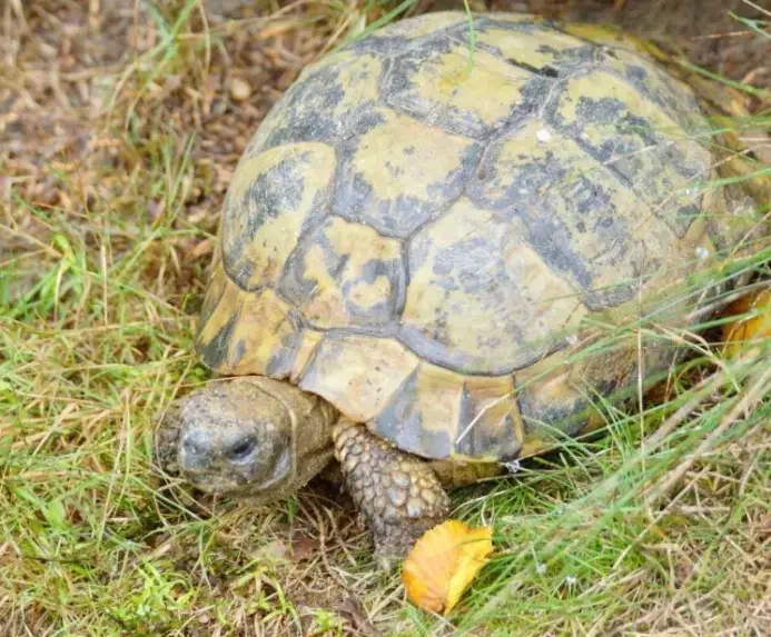 赫曼陸龜飼養箱設置