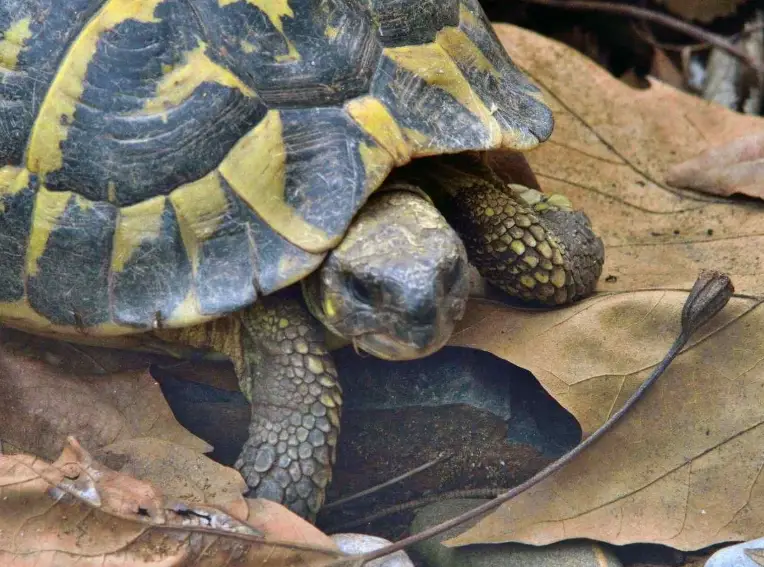 赫曼陸龜溫度濕度控制