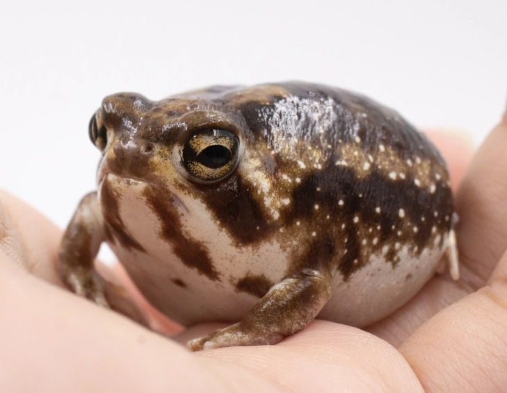 赤峰街散步路線