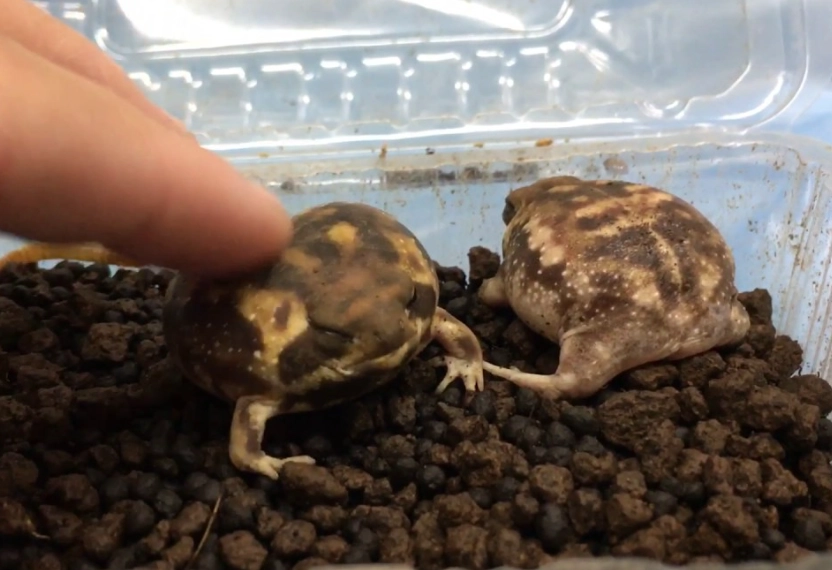 赤峰街散步路線