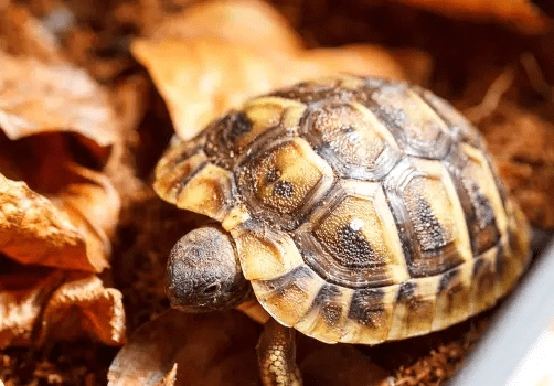 赫曼陸龜成長速度