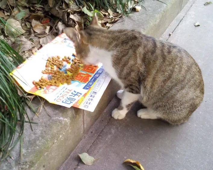 抓到流浪貓怎麼處理