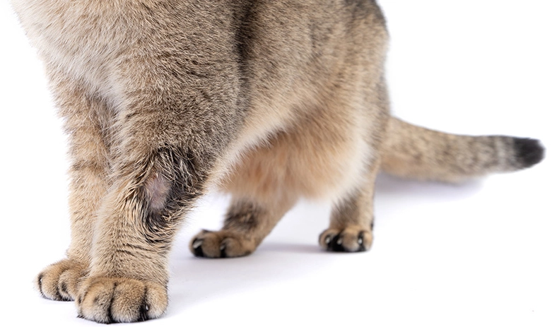 貓癬初期症狀全解析：如何在家初步判斷與緊急處理指南