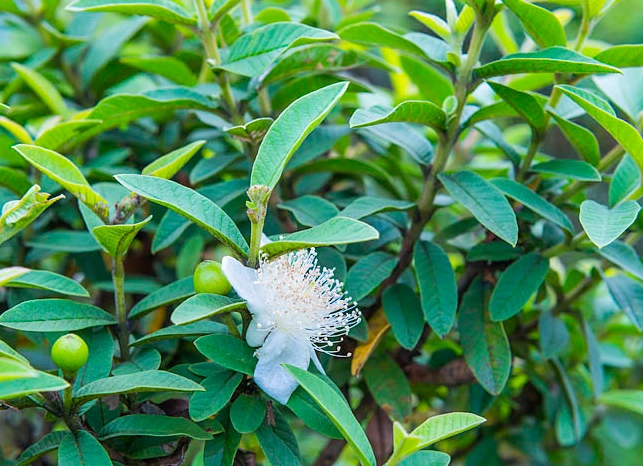 芭樂葉使用注意