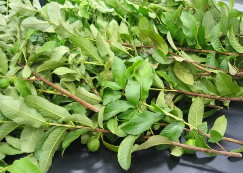 芭樂葉使用注意