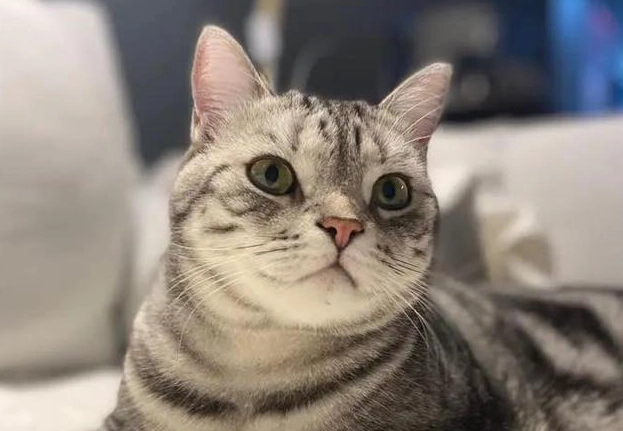 公貓結紮後注意事項