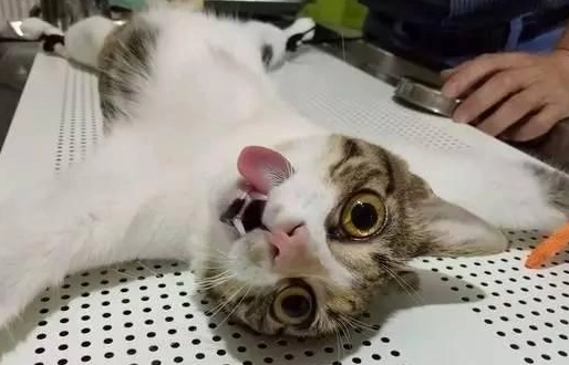 公貓結紮後照顧