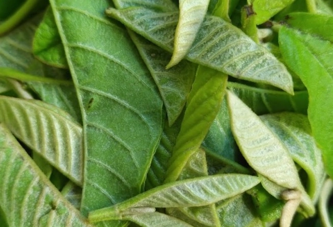 芭樂葉使用注意