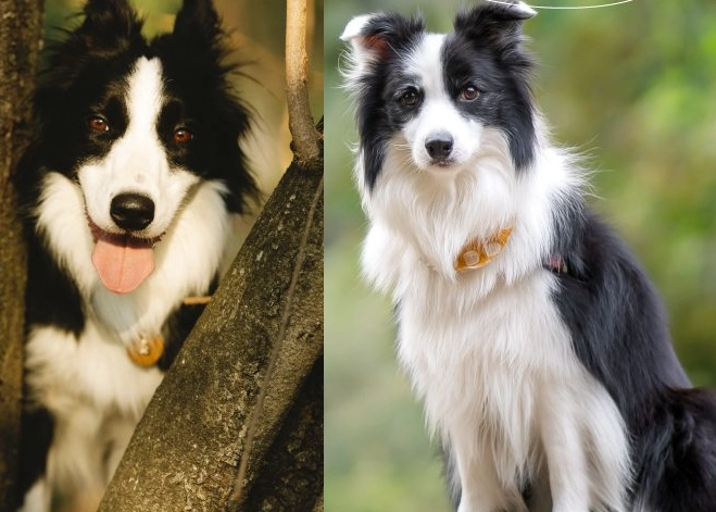 如何訓練邊境牧羊犬