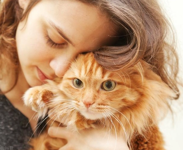 貓咪照顧 貓咪照顧