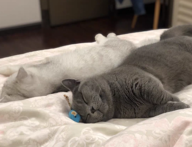 養貓準備 養貓準備