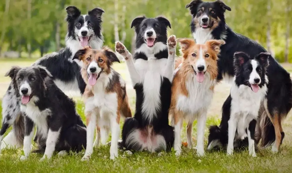 邊境牧羊犬服從訓練 邊境牧羊犬服從訓練