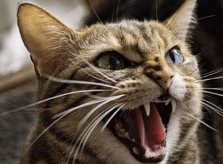 貓咪溝通 貓咪溝通