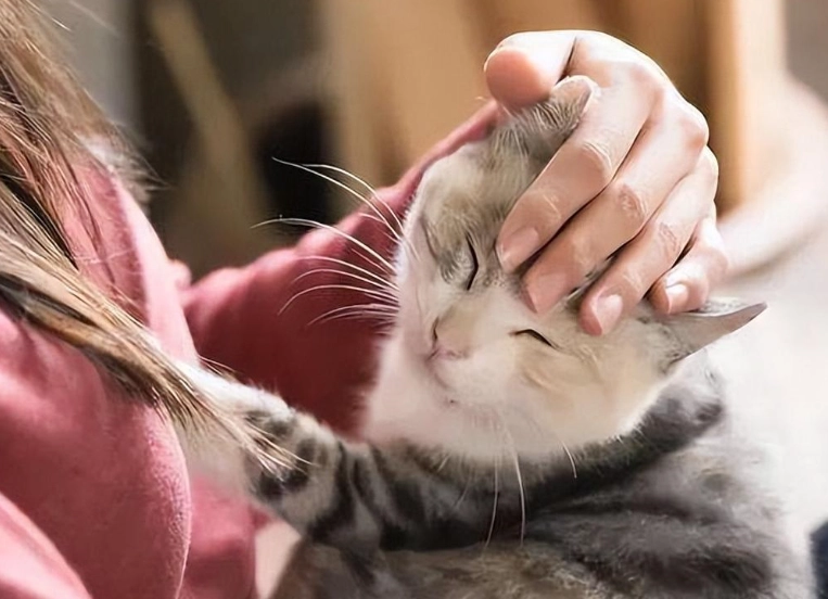 养猫需要多少钱