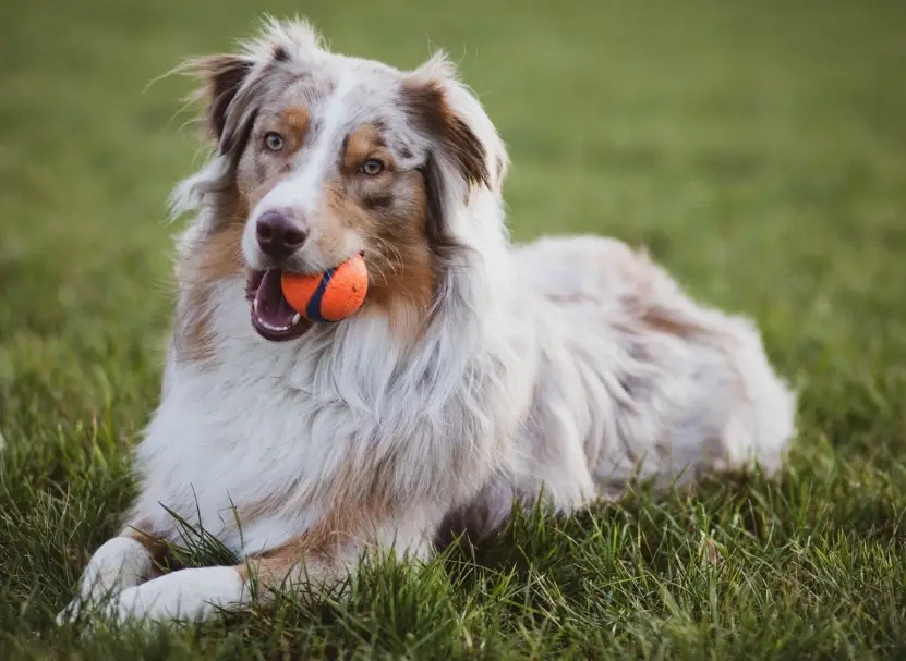邊境牧羊犬行為問題 邊境牧羊犬行為問題