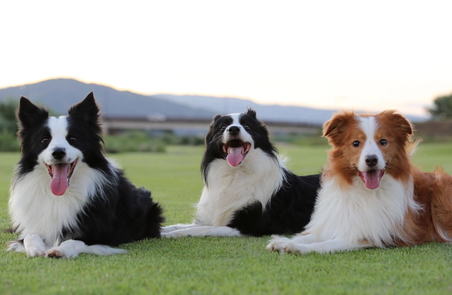 邊境牧羊犬行為問題 邊境牧羊犬行為問題