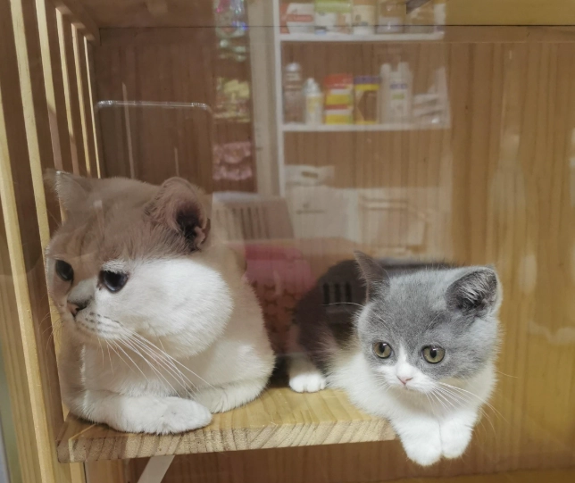 新手養貓 新手養貓