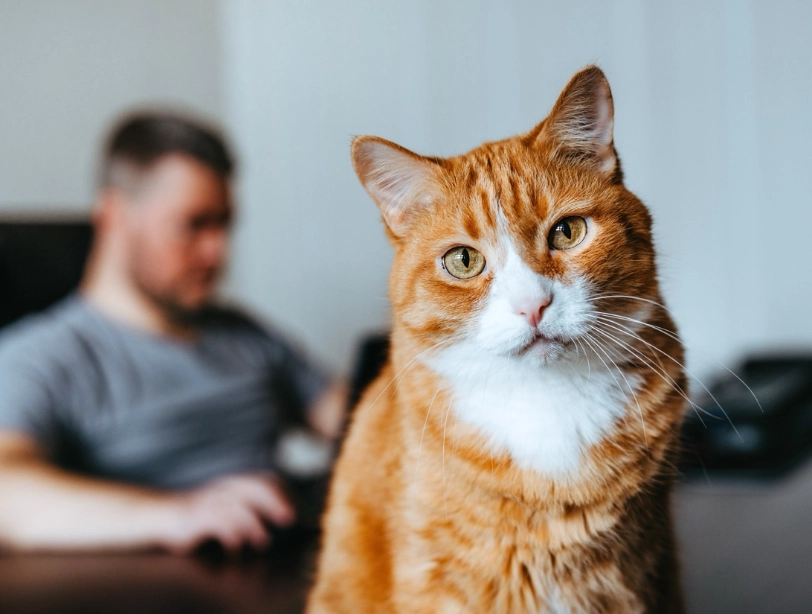 貓咪行為解讀 貓咪行為解讀