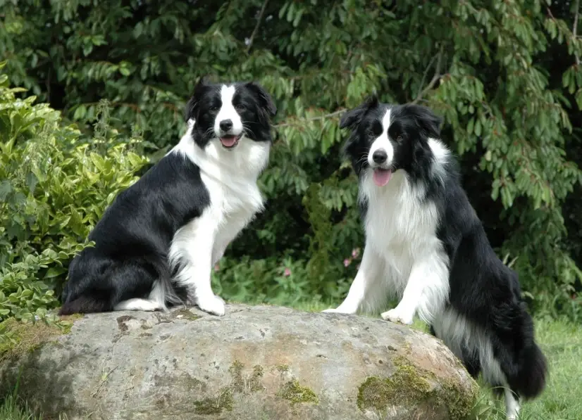 邊境牧羊犬服從訓練 邊境牧羊犬服從訓練