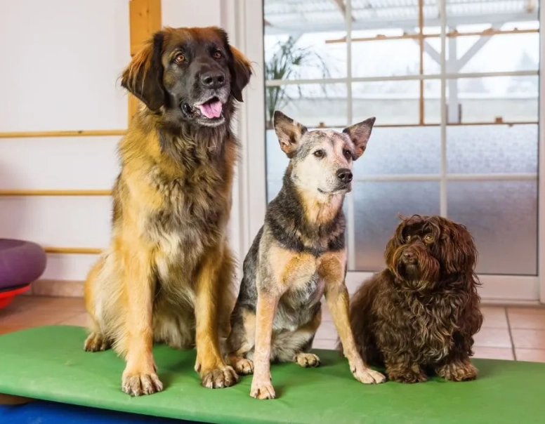 寵物旅館評價 寵物旅館評價