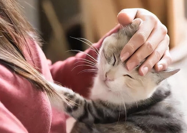 養貓缺點 養貓缺點