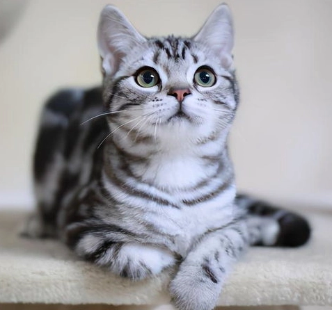 英短美短混血照顧