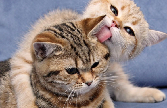 貓咪飼養問題 貓咪飼養問題