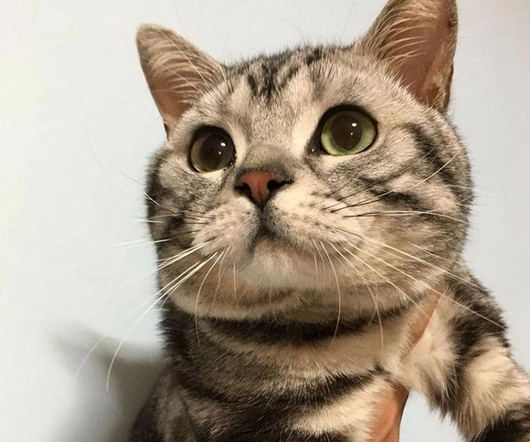 美短英短混血貓