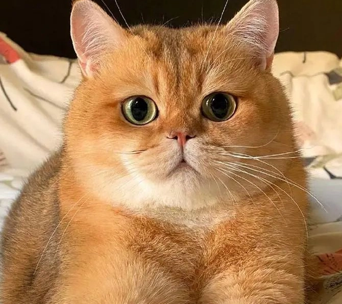 英短 美短 選擇