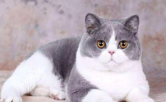 英國短毛貓 美國短毛貓 比較