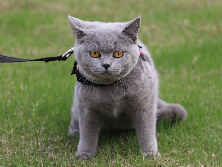 英短 美短 選擇