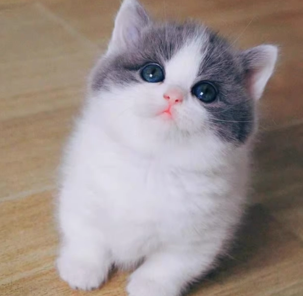 英短美短混血照顧