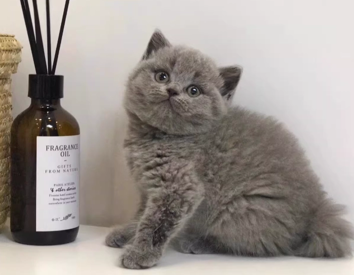 美短英短混血貓