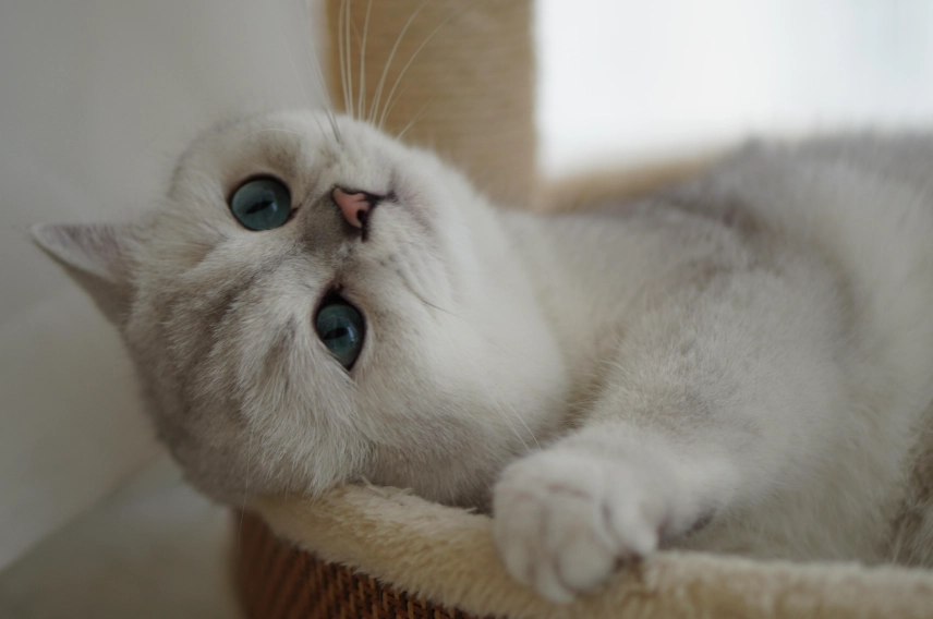 美短英短混血貓