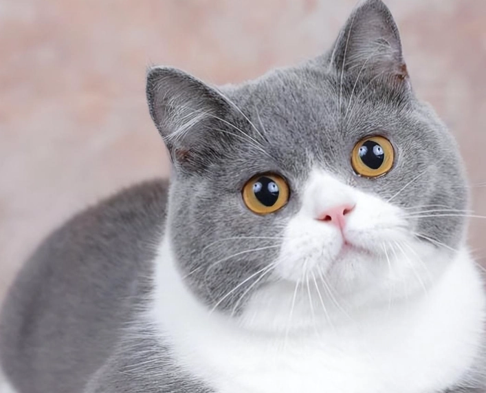 英國短毛貓 美國短毛貓 比較