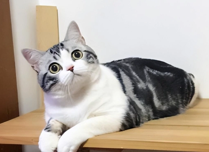 英短 美短 選擇