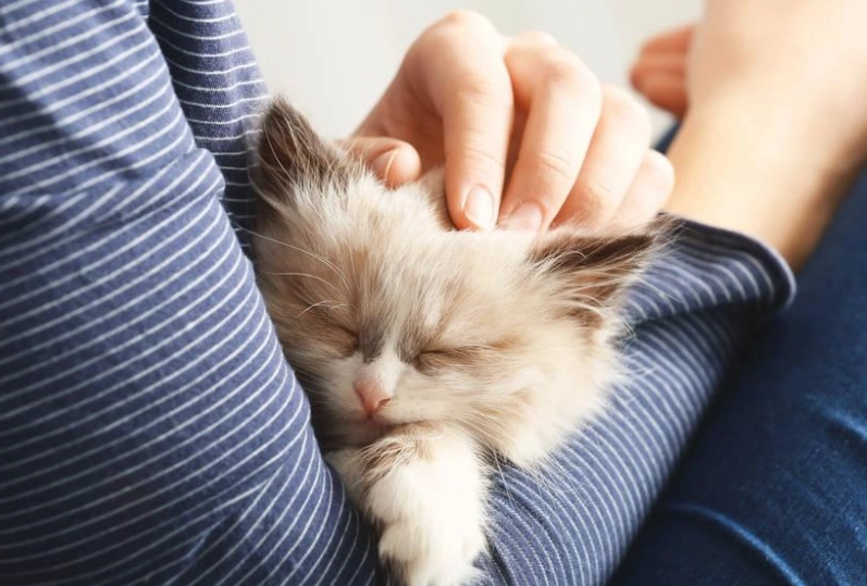 養貓壞處 養貓壞處