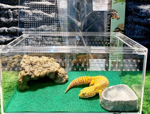 爬蟲飼養箱 爬蟲飼養箱