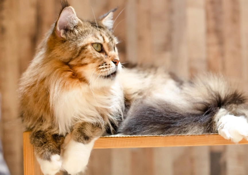 緬因貓遺傳疾病 緬因貓遺傳疾病