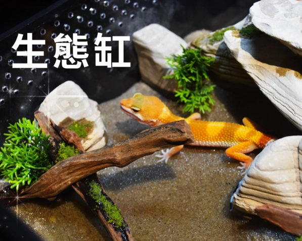爬蟲飼養箱 爬蟲飼養箱