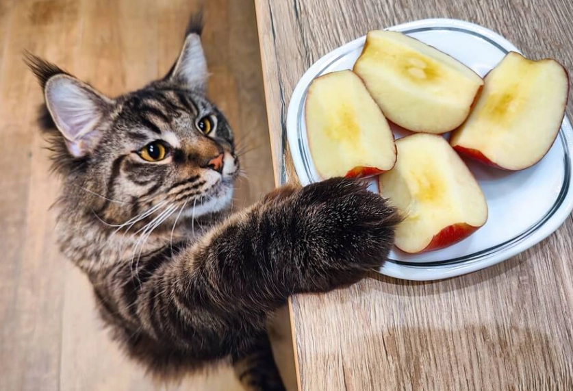 緬因貓訓練 緬因貓訓練