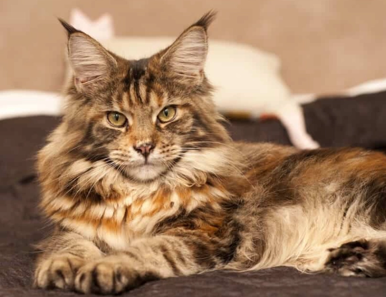 緬因貓飼養方法