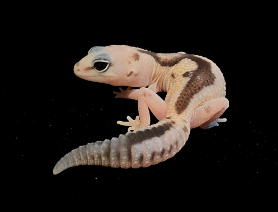 肥尾守宮餵食頻率