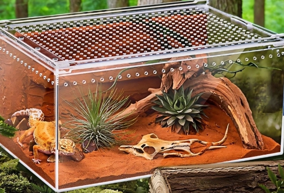 肥尾守宮環境設置 肥尾守宮環境設置