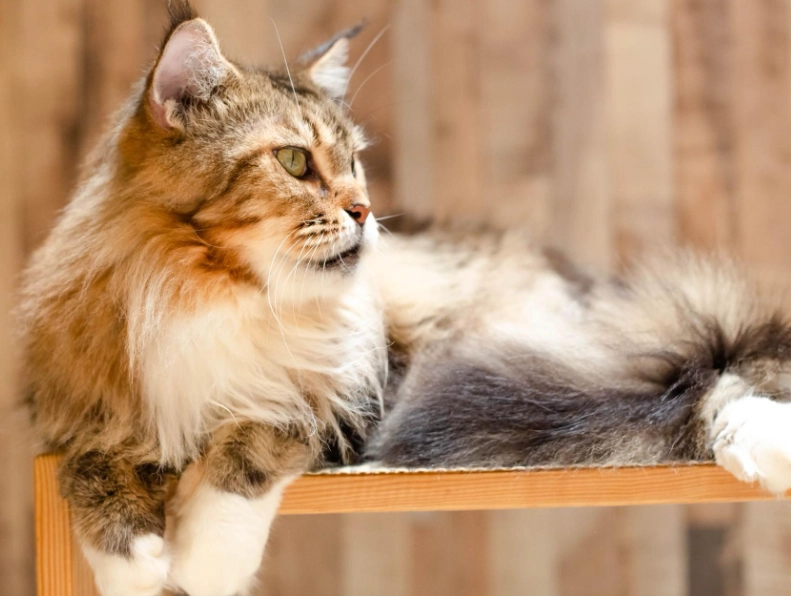 緬因貓飼養方法