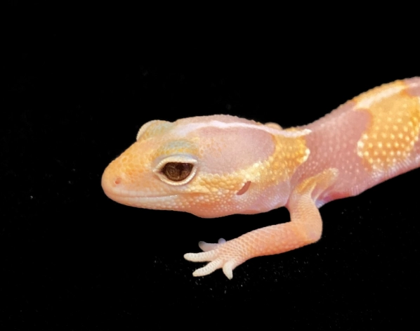 肥尾守宮餵食頻率