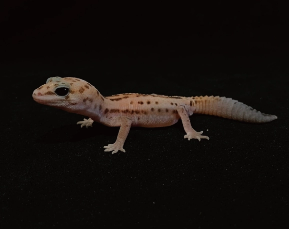 肥尾守宮飼養技巧