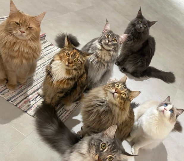 大型貓缺點 大型貓缺點