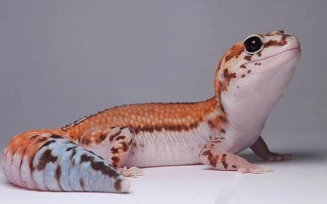 肥尾守宮飼養技巧