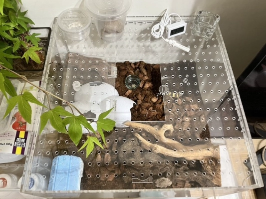 肥尾守宮環境設置 肥尾守宮環境設置